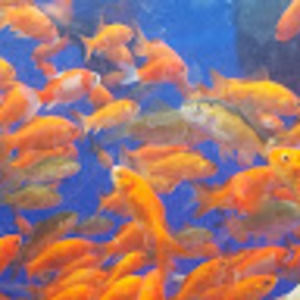 Meet your Posher, Sidney